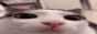 cat blink