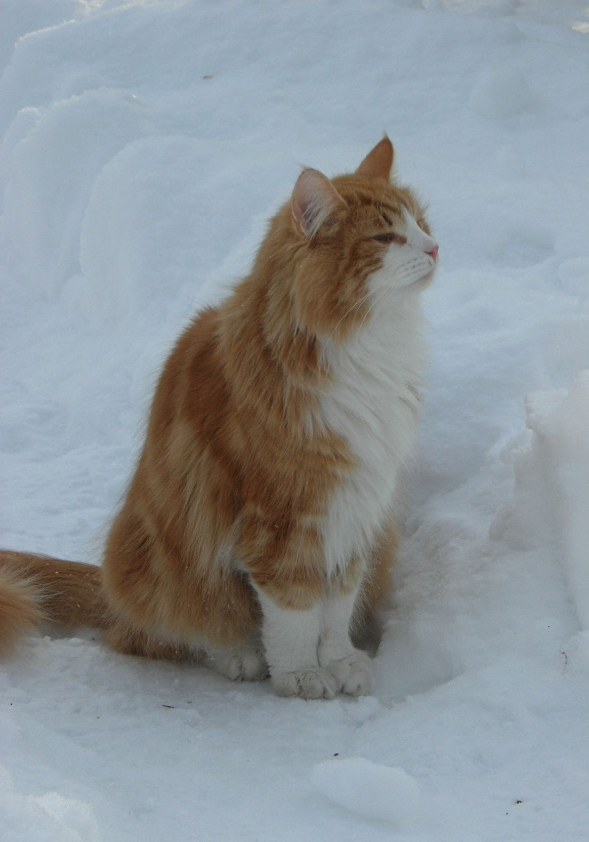 an orange and white skogkatt inthe snow, eyes closed, looking happy