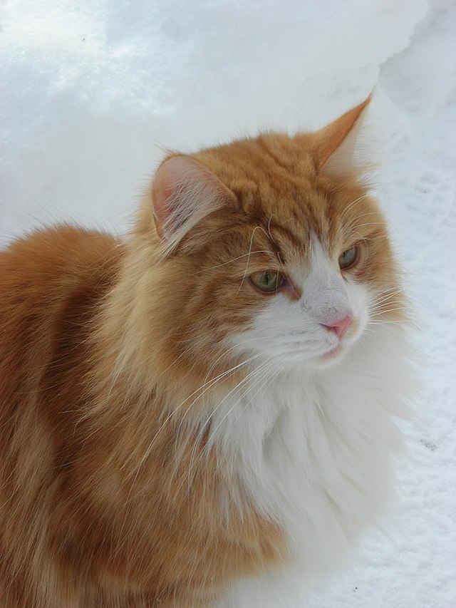 a closeup of an orange and whiteskogkatt in the snow, looking to the right