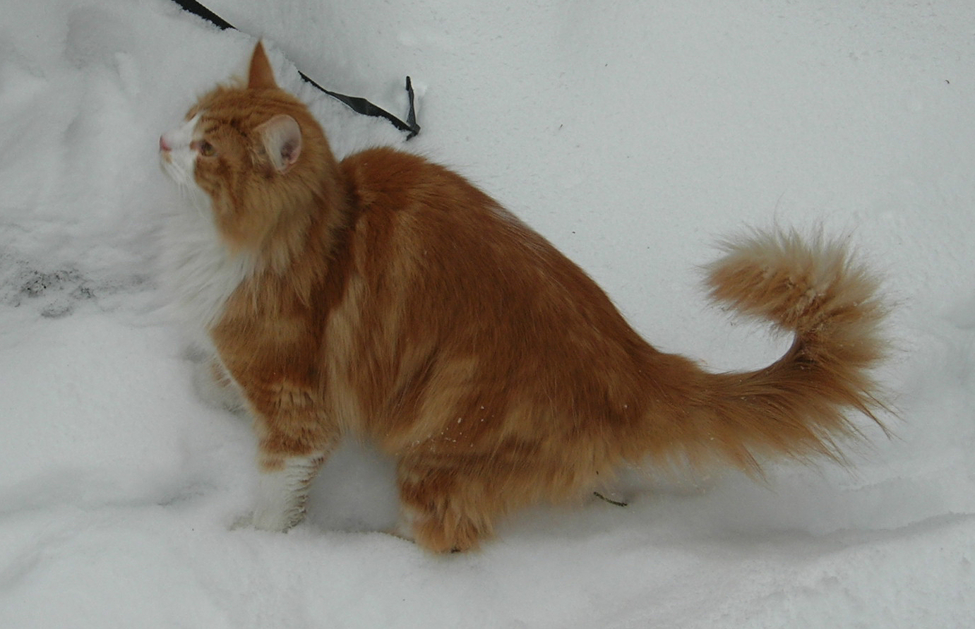 a side profile of an orange andwhite skogkatt in the snow, looking to the left