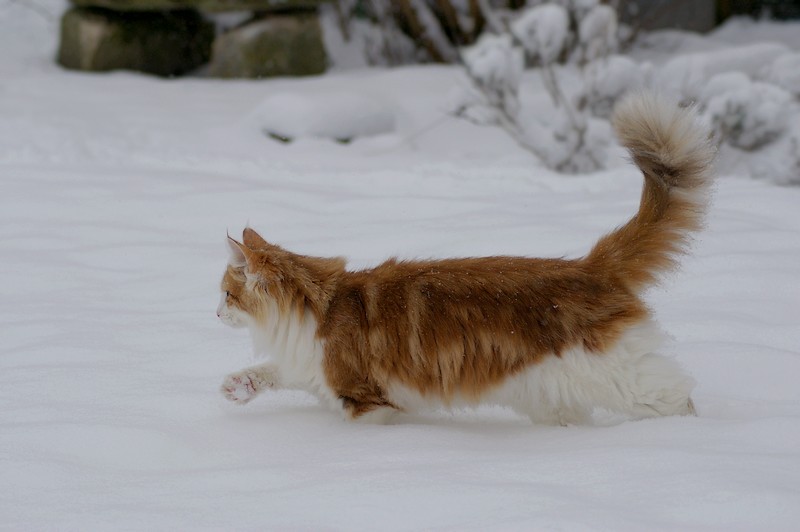 a side profile of an orange and white skogkatt running in the snow