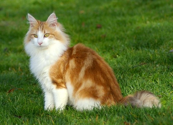 a side profile of an orange and white skogkatt sitting in the grass, looking at the camera