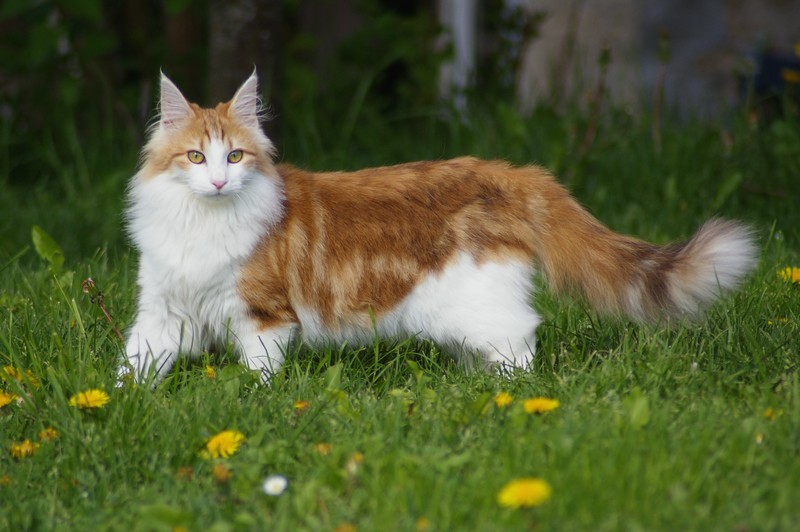 a side profile of an orange and white skogkatt standing on the grass, looking at the camera